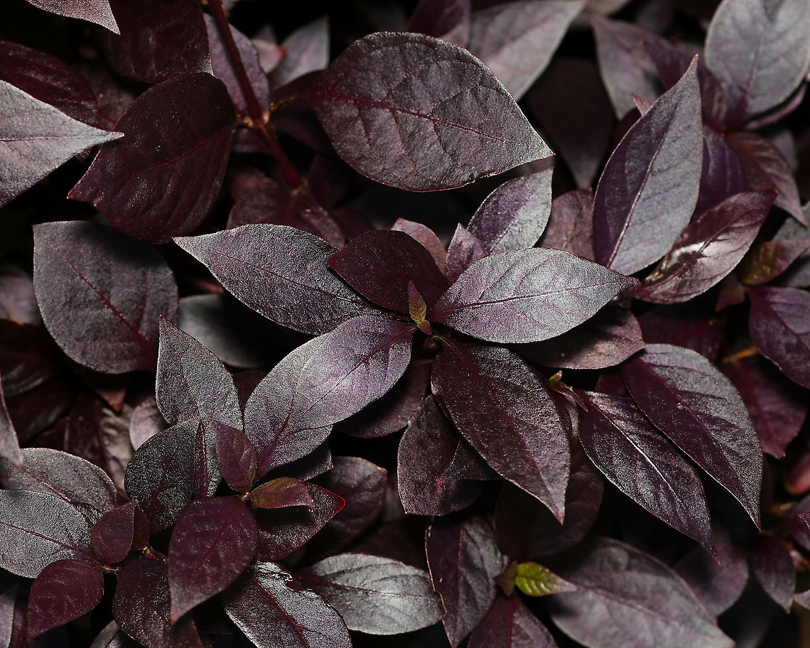 Alternanthera dentata Native to Central and South America. Of note is the striking dark purple foliage which is this colour all year through. Fast-growing, spreading ground cover growing to 80 cm max. <br />
<br />
Small, dark cream pompom flowers appear when the plant is allowed to grow unclipped. <br />
<br />
Biggest leaves here are 70 mm x 40 mm<br />
<br />
  Alternanthera dentata,Amaranthaceae,Australia,Caryophyllales,Fall,Flora,Geotagged,autumn,botany,new south wales,plant,purple leaves