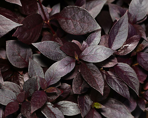 Alternanthera dentata Native to Central and South America. Of note is the striking dark purple foliage which is this colour all year through. Fast-growing, spreading ground cover growing to 80 cm max. 

Small, dark cream pompom flowers appear when the plant is allowed to grow unclipped. 

Biggest leaves here are 70 mm x 40 mm

  Alternanthera dentata,Amaranthaceae,Australia,Caryophyllales,Fall,Flora,Geotagged,autumn,botany,new south wales,plant,purple leaves