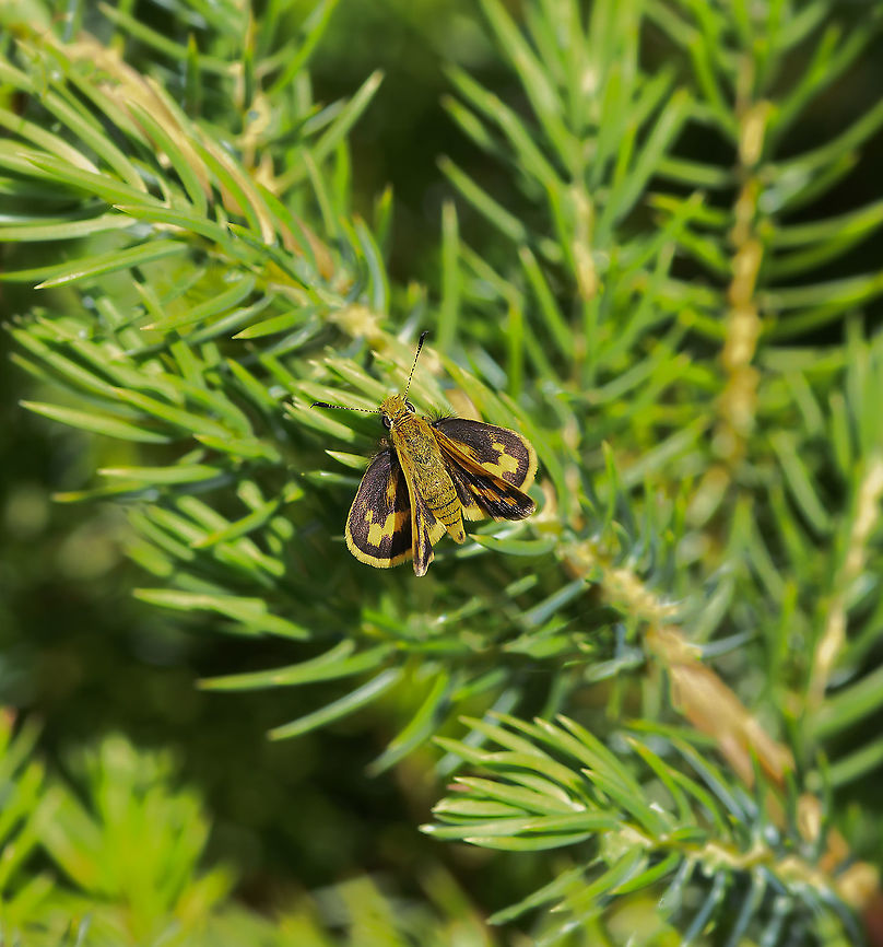 Green grass dart butterfly This little skipper has a wing diameter of 20 mm.<br />
There are 3 sub species of which this is O. w. sothis found in New South Wales.  Australia,Butterfly,Fall,Geotagged,Grass Dart Butterfly,Greenish grass-dart,Hesperiidae,Lepidoptera,Macro,Ocybadistes walkeri,Skipper butterfly,arthropod,autumn,fauna,insect,invertebrae,new south wales
