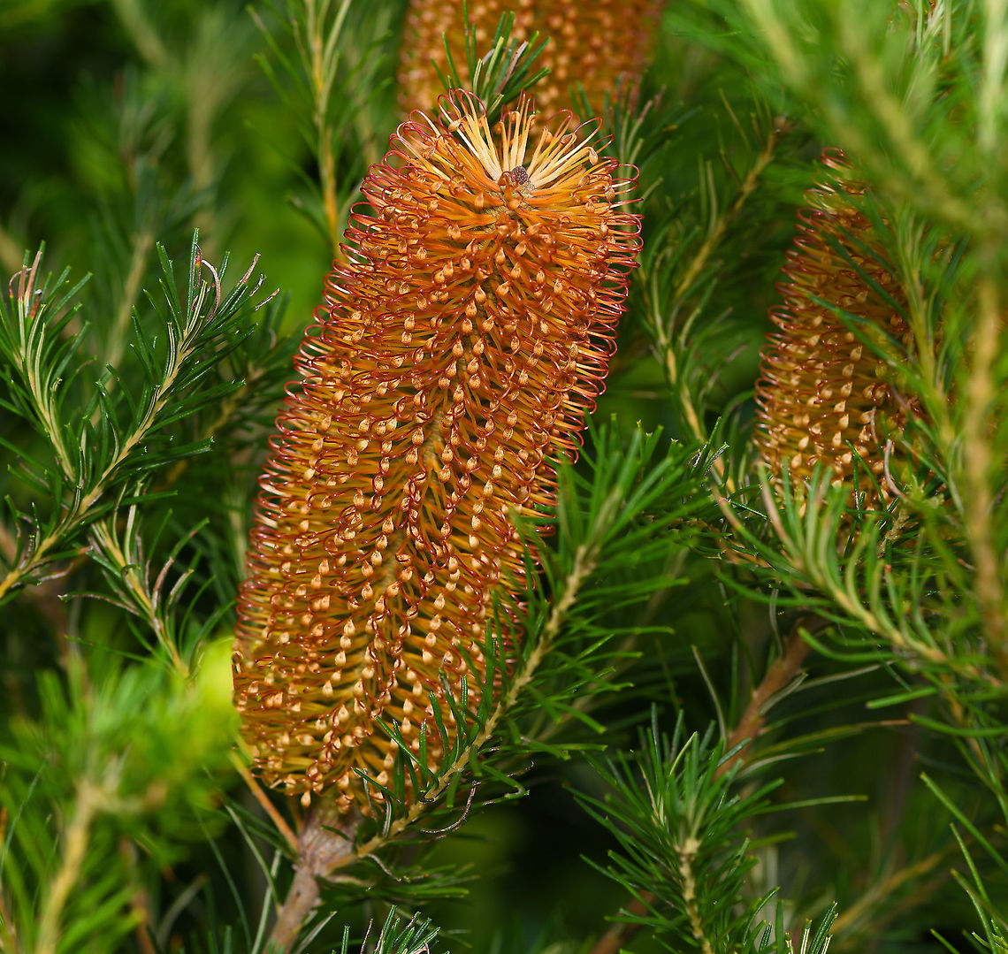 Banksia spinulosa inflorescence Commonly known as Hairpin Banksia, (after the deep brown/red stamens), this eastern Australian native woody shrub flowers from autumn through winter. Each inflorescence is 75-100 mm wide and up to 450 mm long.<br />
<br />
Like other banksias, Banksia spinulosa plays host to a wide variety of pollinators and is a vital source of nectar in autumn and through the winter months. <br />
<br />
<br />
<br />
Australia,Banksia spinulosa,Fall,Flora,Geotagged,Hairpin banksia,Proteaceae,Proteales,autumn,botany,inflorescence,new south wales,plant