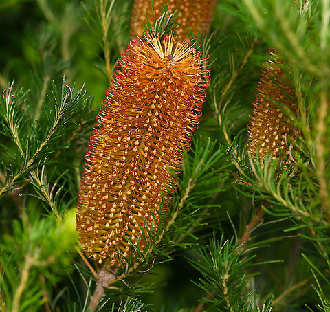 Banksia spinulosa inflorescence Commonly known as Hairpin Banksia, (after the deep brown/red stamens), this eastern Australian native woody shrub flowers from autumn through winter. Each inflorescence is 75-100 mm wide and up to 450 mm long.

Like other banksias, Banksia spinulosa plays host to a wide variety of pollinators and is a vital source of nectar in autumn and through the winter months. 



 Australia,Banksia spinulosa,Fall,Flora,Geotagged,Hairpin banksia,Proteaceae,Proteales,autumn,botany,inflorescence,new south wales,plant