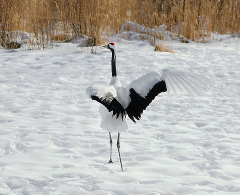 Japanese tanchozuru display A freezing winter’s day just outside of Kushiro on the east coast of Japan’s most northern island of Hokkaido, and the time had come at last to see in person my beloved tancho. How many years I have wished and hoped to see these extremely rare birds, especially their courtship ballet set against a snowy stage.

The population of red-crowned cranes in Japan is mostly non-migratory and currently consists of just a thousand or so birds.

Hunting and land loss led to a near extinction in the late 1800s. Governments and citizens woke up to the plight of tancho in the 1950’s...now protected, supported, and with a secure winter food supply, the population began a dramatic recovery that has made it the great success story of 20th century conservation in Japan.

The red-crowned crane is a potent icon. In symbolic form, it is the bird of happiness and long life (in fable it lives for a 1,000 years).

Height 160 cm

https://www.jungledragon.com/image/90421/shy_japanese_tanchozuru_through_the_winter_grass.html

https://www.jungledragon.com/image/94673/japanese_tanchozuru.html

https://www.jungledragon.com/image/116839/hop_skip_and_jump.html Aves,Geotagged,Gruidae,Gruiformes,Grus japonensis,Hokkaido,Japan,Manchurian Crane,Red-crowned Crane,Red-crowned crane,Tanchozuru,Winter,bird,fauna,vertebrate
