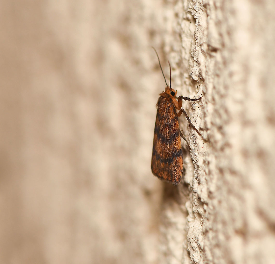 Banded Lichen moth lateral This lovely orange/russet moth was seen resting in my house porch. What a little beauty. I believe this moth was formerly known as Pallene structa and also as Cyme structa.<br />
<br />
Wingspan 15 mm<br />
<br />
<figure class="photo"><a href="https://www.jungledragon.com/image/91859/banded_lichen_moth_dorsal.html" title="Banded lichen moth dorsal"><img src="https://s3.amazonaws.com/media.jungledragon.com/images/3314/91859_thumb.jpg?AWSAccessKeyId=05GMT0V3GWVNE7GGM1R2&Expires=1759968010&Signature=%2BZvb9iyx%2FHDIx0tuILlAIhO8IEk%3D" width="200" height="158" alt="Banded lichen moth dorsal This lovely orange/russet moth was seen resting in my house porch. What a little beauty. I believe this moth was formerly known as Pallene structa.<br />
<br />
Wingspan 15 mm<br />
<br />
https://www.jungledragon.com/image/91822/banded_lichen_moth_lateral.html Arctiinae,Australia,Banded Lichen moth,Cyme structa,Fall,Geotagged,Lepidoptera,Lyclene structa,Macro,Moth,arthropod,autumn,erebidae,fauna,insect,invertebrate,new south wales" /></a></figure><br />
<br />
 Australia,Banded Lichen moth,Erebidae,Geotagged,Lepidoptera,Lyclene structa,Macro,arctiinae,arthropod,autumn,fall,fauna,invertebrate,moth,new south wales