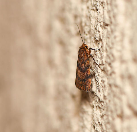 Banded Lichen moth lateral This lovely orange/russet moth was seen resting in my house porch. What a little beauty. I believe this moth was formerly known as Pallene structa and also as Cyme structa.

Wingspan 15 mm

https://www.jungledragon.com/image/91859/banded_lichen_moth_dorsal.html

 Australia,Banded Lichen moth,Erebidae,Geotagged,Lepidoptera,Lyclene structa,Macro,arctiinae,arthropod,autumn,fall,fauna,invertebrate,moth,new south wales