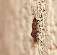 Banded Lichen moth lateral This lovely orange/russet moth was seen resting in my house porch. What a little beauty. I believe this moth was formerly known as Pallene structa and also as Cyme structa.<br />
<br />
Wingspan 15 mm<br />
<br />
https://www.jungledragon.com/image/91859/banded_lichen_moth_dorsal.html<br />
<br />
 Australia,Banded Lichen moth,Erebidae,Geotagged,Lepidoptera,Lyclene structa,Macro,arctiinae,arthropod,autumn,fall,fauna,invertebrate,moth,new south wales