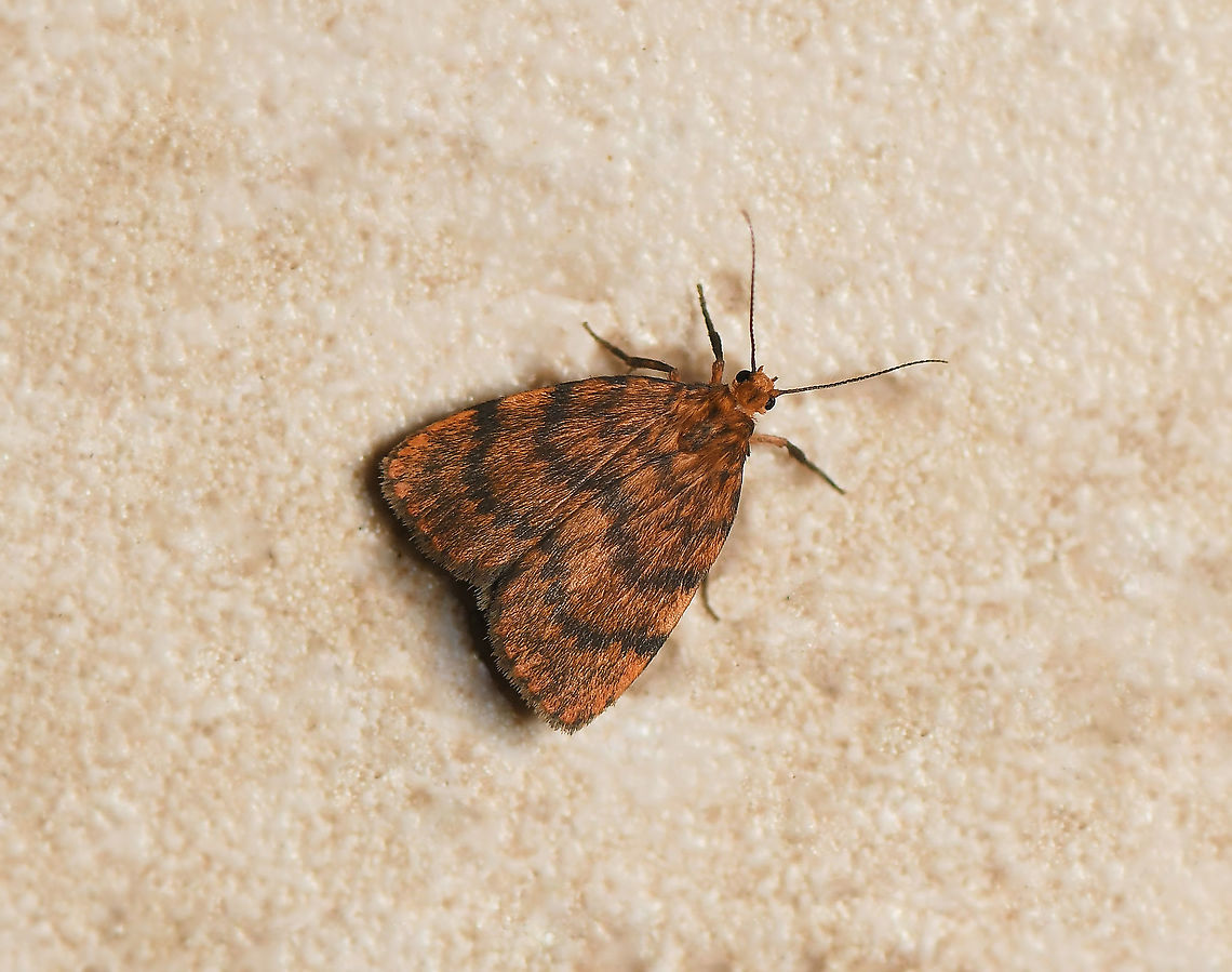 Banded lichen moth dorsal This lovely orange/russet moth was seen resting in my house porch. What a little beauty. I believe this moth was formerly known as Pallene structa.<br />
<br />
Wingspan 15 mm<br />
<br />
<figure class="photo"><a href="https://www.jungledragon.com/image/91822/banded_lichen_moth_lateral.html" title="Banded Lichen moth lateral"><img src="https://s3.amazonaws.com/media.jungledragon.com/images/3314/91822_thumb.jpg?AWSAccessKeyId=05GMT0V3GWVNE7GGM1R2&Expires=1759968010&Signature=lNOKZZthd1UJQ9D7j%2BgDno0m2Ok%3D" width="200" height="194" alt="Banded Lichen moth lateral This lovely orange/russet moth was seen resting in my house porch. What a little beauty. I believe this moth was formerly known as Pallene structa and also as Cyme structa.<br />
<br />
Wingspan 15 mm<br />
<br />
https://www.jungledragon.com/image/91859/banded_lichen_moth_dorsal.html<br />
<br />
 Australia,Banded Lichen moth,Erebidae,Geotagged,Lepidoptera,Lyclene structa,Macro,arctiinae,arthropod,autumn,fall,fauna,invertebrate,moth,new south wales" /></a></figure> Arctiinae,Australia,Banded Lichen moth,Cyme structa,Fall,Geotagged,Lepidoptera,Lyclene structa,Macro,Moth,arthropod,autumn,erebidae,fauna,insect,invertebrate,new south wales