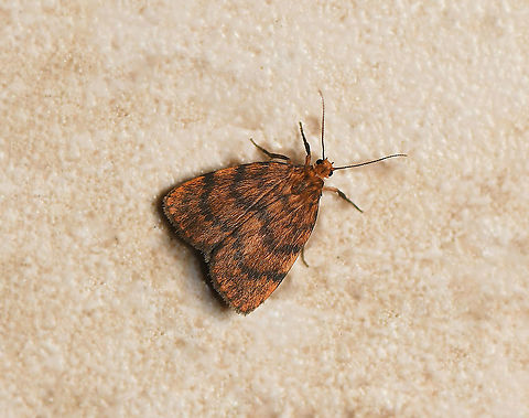 Banded lichen moth dorsal This lovely orange/russet moth was seen resting in my house porch. What a little beauty. I believe this moth was formerly known as Pallene structa.

Wingspan 15 mm

https://www.jungledragon.com/image/91822/banded_lichen_moth_lateral.html Arctiinae,Australia,Banded Lichen moth,Cyme structa,Fall,Geotagged,Lepidoptera,Lyclene structa,Macro,Moth,arthropod,autumn,erebidae,fauna,insect,invertebrate,new south wales