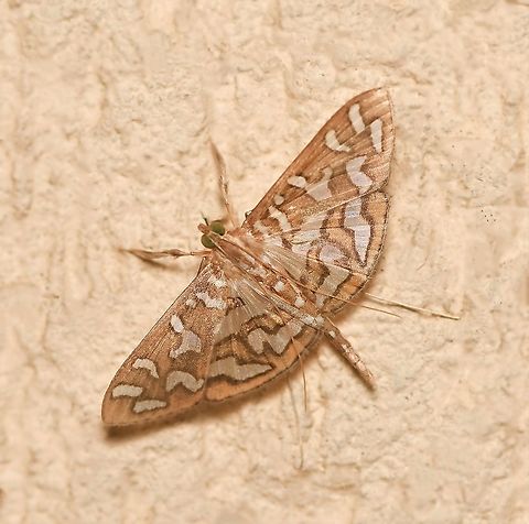 Nausinoe perspectata The larvae of this pretty little moth feed on the leaves of Abutilon species.

Wingspan 30 mm Australia,Crambidae,Fall,Geotagged,Lepidoptera,Macro,Moth,Nausinoe perspectata,Spilomelinae,arthropod,autumn,fauna,insect,invertebrate,new south wales
