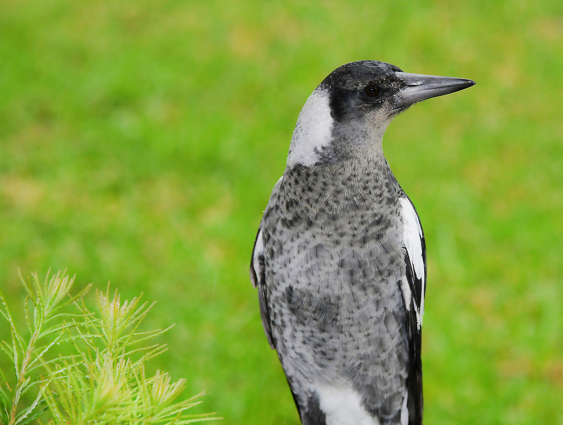Australian magpie juvenile plumage Australian magpies have other common names including Piping Roller, Flute-bird and Piping Crow-shrike. <br />
<br />
Come rain or shine, the juvenile magpies keep me entertained with their high jinks, clowning and antics. They seem to get a particular kick out of running around in the rain. I love these birds! <br />
<br />
Juveniles have grey speckled plumage on their napes and backs, and may also have a rusty-brown shade of colouring. They also have dark beaks which gradually fade away within a year.<br />
<br />
40 cm length Artamidae,Australia,Australian Magpie,Australian magpie,Aves,Fall,Geotagged,Gymnorhina tibicen,Piping Roller,autumn,bird,fauna,new south wales,vertebrate