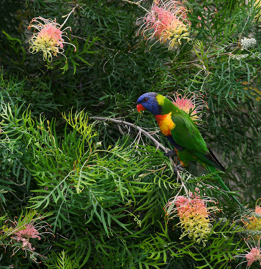 Rainbow lorikeet on grevillea Ever the extrovert in both appearance and behaviour, the rainbows are loving my grevillea right now and are a delight to see in the garden or flying in flocks, fast as lightning - flashes of brilliant colour in the sunshine and against the bright blue sky.<br />
<br />
(For those interested, this is Grevillea &#039;Peaches and Cream&#039;. It has hybrid parentage from Grevillea banksii &times; Grevillea bipinnatifida).<br />
<br />
This rainbow is sub species T.m. moluccanus.<br />
<br />
25 cm length head to tail tip. Australia,Aves,Fall,Geotagged,Psittaciformes,Psittaculidae,Rainbow Lorikeet,Rainbow lorikeet,Trichoglossus moluccanus,Vertebrate,autumn,bird,fauna,new south wales,parrot