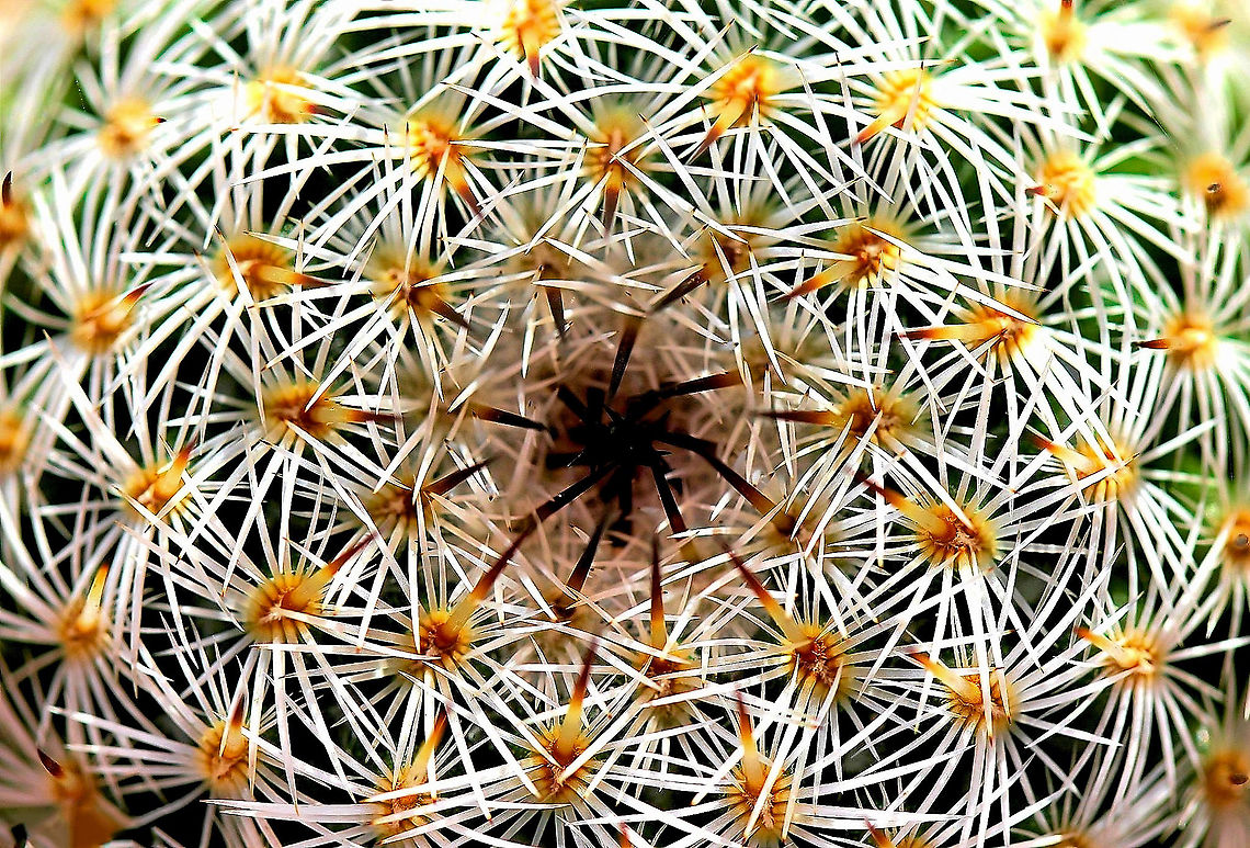 Mammillaria cactus detail A genus  mostly native to Mexico, but some from the southwest United States. <br />
<br />
This specimen was solitary and globose, 45 cm tall.  Australia,Cactaceae,Cactus,Caryophyllales,Flora,Geotagged,Globe cactus,Macro,Mammillaria,Nipple cactus,Summer,botany,new south wales,spines