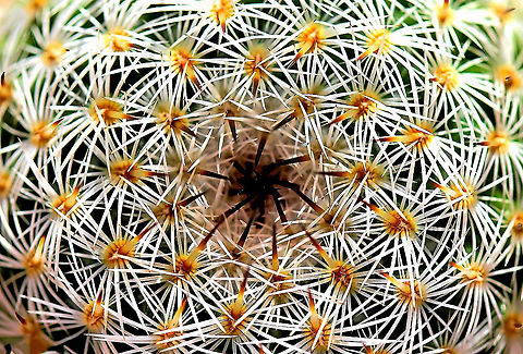 Mammillaria cactus detail A genus  mostly native to Mexico, but some from the southwest United States. 

This specimen was solitary and globose, 45 cm tall.  Australia,Cactaceae,Cactus,Caryophyllales,Flora,Geotagged,Globe cactus,Macro,Mammillaria,Nipple cactus,Summer,botany,new south wales,spines