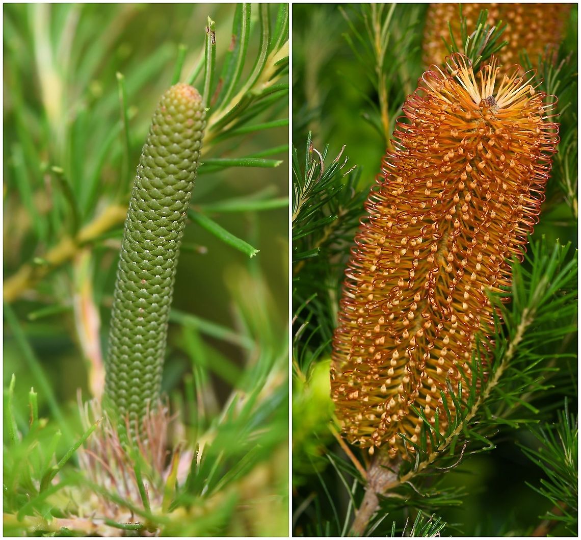Hairpin banksia immature and maturing flower spike The distinctive inflorescences contain hundreds of individual flowers - each of which consists of a tubular perianth made up of four united tepals, and one long wiry style.<br />
<br />
These images are separated by 12 weeks, the first being in December 2019 and the second in March 2020. <br />
<br />
15 cm length Australia,Banksia spinulosa,Fall,Flora,Geotagged,Hairpin banksia,Proteaceae,Proteales,autumn,botany,inflorescence,new south wales,plant