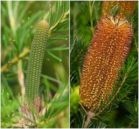 Hairpin banksia immature and maturing flower spike The distinctive inflorescences contain hundreds of individual flowers - each of which consists of a tubular perianth made up of four united tepals, and one long wiry style.

These images are separated by 12 weeks, the first being in December 2019 and the second in March 2020. 

15 cm length Australia,Banksia spinulosa,Fall,Flora,Geotagged,Hairpin banksia,Proteaceae,Proteales,autumn,botany,inflorescence,new south wales,plant
