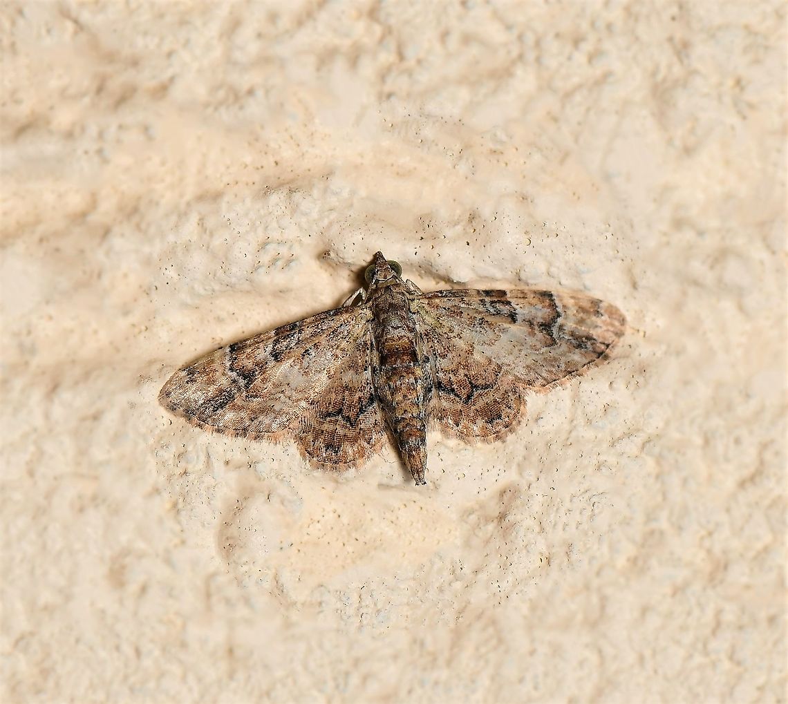 Gymnoscelis lophopus A tiny moth, just 20 mm wing diameter. Subtle colours and markings, but lovely I think nonetheless. <br />
<br />
Larvae have been found feeding on hickory wattle (Acacia aulacocarpa, family Mimosaceae).  Australia,Fall,Geotagged,Gymnoscelis lophopus,Larentiinae,Lepidoptera,Macro,Moth,arthropod,autumn,fauna,geometridae,invertebrate,new south wales