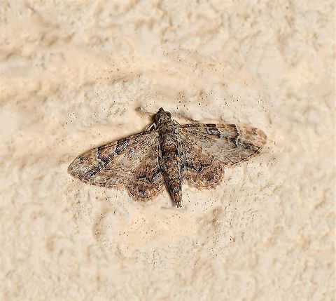Gymnoscelis lophopus A tiny moth, just 20 mm wing diameter. Subtle colours and markings, but lovely I think nonetheless. 

Larvae have been found feeding on hickory wattle (Acacia aulacocarpa, family Mimosaceae).  Australia,Fall,Geotagged,Gymnoscelis lophopus,Larentiinae,Lepidoptera,Macro,Moth,arthropod,autumn,fauna,geometridae,invertebrate,new south wales