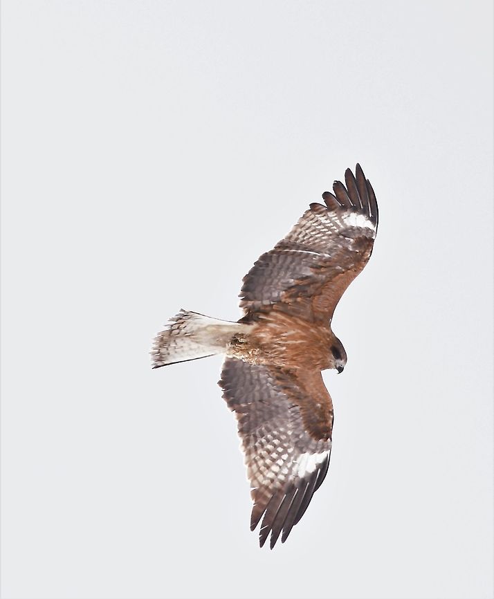 Black-eared kite ventral I hope this shot has sufficient detail. <br />
<br />
I learned that kites are opportunist scavengers which goes a long way to explaining the small beak and feet/claws. This is one of a group of black-eared kites seen in an open area not so far from a river but close to forest where many would be resting if not on the wing. <br />
<br />
This is the sub species M. m. lineatus found from Siberia, Himalaya to N. India, N. Indochina and S China and Japan.  Accipitridae,Accipitriformes,Aves,Black kite,Black-eared kite,Geotagged,Hokkaido,Japan,Milvus migrans,Milvus migrans lineatus,Vertebrate,Winter,bird,fauna