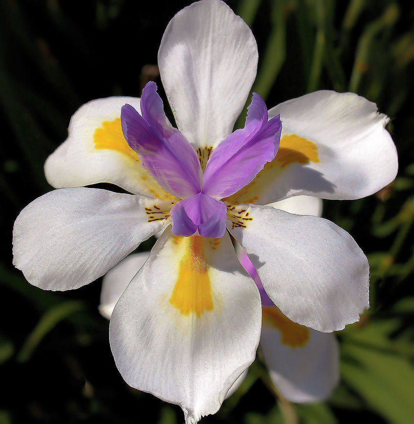 Dietes grandiflora Native to eastern and southern South Africa, this plant does very well here in Australia with its similar environs and weather... it is regarded as an environmental weed in Western Australia and as a potential environmental weed here in New South Wales. <br />
<br />
It is a rhizomatous, evergreen perennial producing large iris-like flowers at the ends of tall, thin stalks. Leaves are upright, stiff and sword-like. <br />
<br />
Flower 10 cm diameter Asparagales,Australia,Dietes grandiflora,Fairy iris,Flora,Geotagged,Iridaceae,Perennial,Spring,botany,new south wales,plant,white flower,wild iris