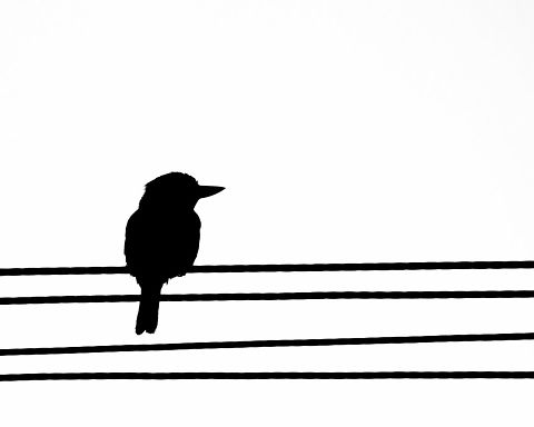 Kookaburra silhouette An artistic shot today to add to my/others kookaburra sightings! This was one of our laughing kookaburras (Dacelo novaeguineae), but small, so probably juvenile.  Alcedinidae,Australia,Aves,Coraciiformes,Dacelo novaeguineae,Geotagged,Laughing Kookaburra,bird,fauna,new south wales,silhouette,spring,terrestrial kingfisher,vertebrate