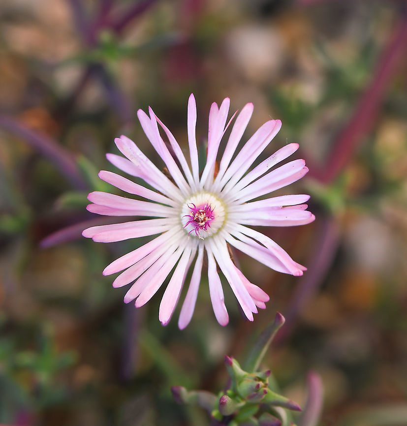 Lampranthus filicaulis A member of family Aizoaceae, native from South Africa's Eastern Cape to southern Namibia. Typically, they are creeping plants such as this one here, though some species have an erect habit. The succulent foliage consists of pairs of short, waxy, triangular, blue-green leaves. <br />
<br />
Each flower 20 mm diameter.  Aizoaceae,Australia,Carpet Weed,Caryophyllales,Flora,Geotagged,Ice plant,Lampranthus filicaulis,Macro,autumn,botany,new south wales,pink flower,plant
