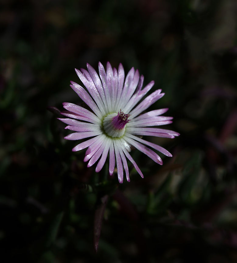Lampranthus filicaulis Ferdy noticed that 'Lampranthus' means 'shining flower', so I took a second shot to add to yesterday's posting, hoping to highlight the shine on these petals. <br />
<br />
A member of family Aizoaceae, native from South Africa's Eastern Cape to southern Namibia. Typically, they are creeping plants such as this one here, though some species have an erect habit. The succulent foliage consists of pairs of short, waxy, triangular, blue-green leaves.<br />
<br />
Each flower 20 mm diameter. Aizoaceae,Australia,Carpet Weed,Caryophyllales,Fall,Flora,Geotagged,Lampranthus filicaulis,Macro,autumn,botany,ice plant,new south wales,pink flower,plant