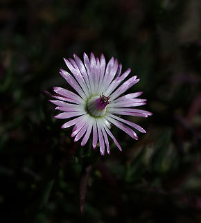 Lampranthus filicaulis Ferdy noticed that 'Lampranthus' means 'shining flower', so I took a second shot to add to yesterday's posting, hoping to highlight the shine on these petals. 

A member of family Aizoaceae, native from South Africa's Eastern Cape to southern Namibia. Typically, they are creeping plants such as this one here, though some species have an erect habit. The succulent foliage consists of pairs of short, waxy, triangular, blue-green leaves.

Each flower 20 mm diameter. Aizoaceae,Australia,Carpet Weed,Caryophyllales,Fall,Flora,Geotagged,Lampranthus filicaulis,Macro,autumn,botany,ice plant,new south wales,pink flower,plant