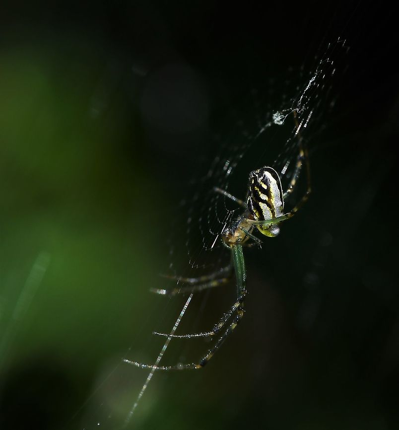 Silver and diamond within the dark They may not be the rarest of spiders, but who can deny their beauty? Nature&#039;s brilliant, tiny jewels glittering from within the foliage. The markings and colour of the abdomen is very special. <br />
<br />
I love that in this image one can see the finest filament of silk reaching from her spinnerets on the underside of her abdomen, connecting her to the web. <br />
<br />
Female Leucauge dromedaria 8 mm body length. Araneae,Australia,Fall,Geotagged,Humped Silver Orb Spider,Leucauge dromedaria,Macro,Tetragnathidae,arachnid,arthropod,autumn,invertebrate,new south wales,spider