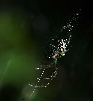 Silver and diamond within the dark They may not be the rarest of spiders, but who can deny their beauty? Nature's brilliant, tiny jewels glittering from within the foliage. The markings and colour of the abdomen is very special. 

I love that in this image one can see the finest filament of silk reaching from her spinnerets on the underside of her abdomen, connecting her to the web. 

Female Leucauge dromedaria 8 mm body length. Araneae,Australia,Fall,Geotagged,Humped Silver Orb Spider,Leucauge dromedaria,Macro,Tetragnathidae,arachnid,arthropod,autumn,invertebrate,new south wales,spider