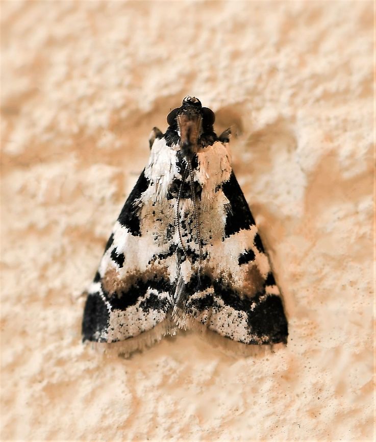 Orthaga seminivea The larvae of this stunning little moth have been found on cheese tree (Glochidion ferdinandi, family Phyllanthaceae).<br />
<br />
Wingspan 20 mm  Australia,Geotagged,Lepidoptera,Macro,Moth,Orthaga seminivea,Pyralidae,Snout Moth,Summer,arthropod,insect,new south wales