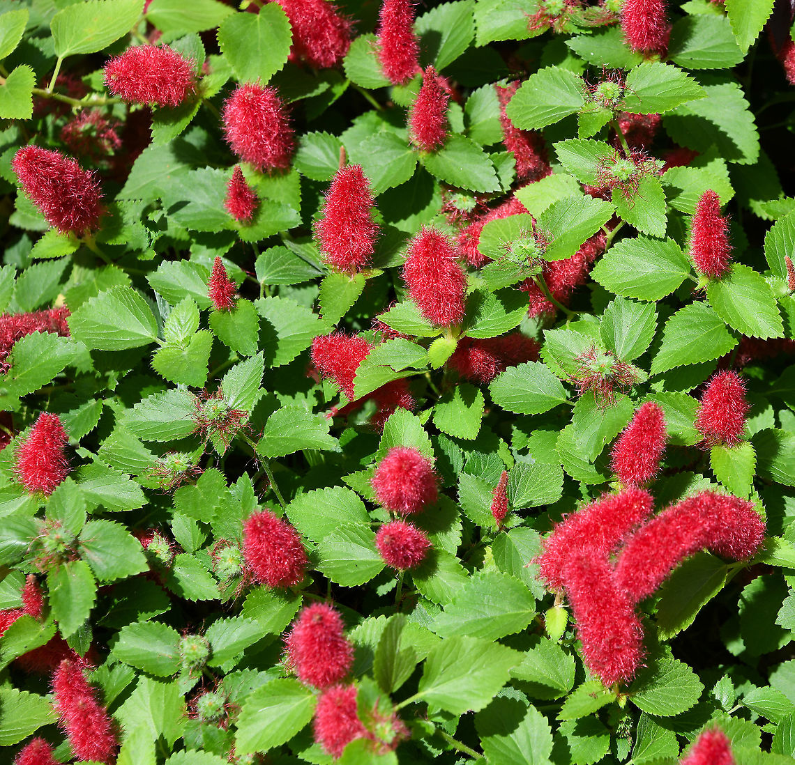 Dwarf chenille plant Native to Florida and the Caribbean. A bushy shrub with a low growing habit, ovate green leaves with a serrated margin.<br />
<br />
Producing pinky-red catkin like woolly tail flowers up to 10 cm long, in summer and autumn.<br />
<br />
This is &#039;Stephie&#039; cultivar. <br />
<br />
<figure class="photo"><a href="https://www.jungledragon.com/image/107198/dwarf_chenille_plant.html" title="Dwarf chenille plant"><img src="https://s3.amazonaws.com/media.jungledragon.com/images/3314/107198_thumb.jpg?AWSAccessKeyId=05GMT0V3GWVNE7GGM1R2&Expires=1759968010&Signature=dKGfkvHYi2nBVPTrLUKBrwx87R0%3D" width="200" height="178" alt="Dwarf chenille plant Native to Florida and the Caribbean. A bushy shrub with a low growing habit, ovate green leaves with a serrated margin.<br />
<br />
Producing pinky-red catkin like woolly tail flowers up to 10 cm long, in summer and autumn.<br />
<br />
This is &#039;Stephie&#039; cultivar.<br />
<br />
https://www.jungledragon.com/image/92652/dwarf_chenille_plant.html Acalypha chamaedrifolia,Acalypha reptans,Australia,Botany,Chenille Plant,Dwarf chenille plant,Euphorbiaceae,Everglades copperleaf plant,Flora,Geotagged,Malpighiales,Summer,red flowers" /></a></figure><br />
<br />
 Acalypha chamaedrifolia,Acalypha reptans,Australia,Chenille plant,Dwarf Chenille plant,Euphorbiaceae,Everglades Copperleaf plant,Fall,Firetail plant,Flora,Geotagged,Malpighiales,autumn,botany,new south wales,plant,red flowers