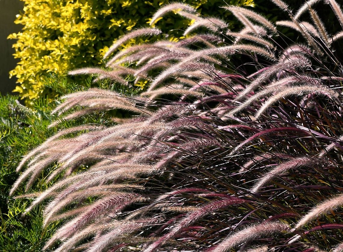 Pennisetum advena <br />
An ornamental grass with burgundy foliage and long feathery flowers held high above the foliage. <br />
<br />
Here in Australia, before purchasing and planting, it is highly recommended that we check with our local authorities regarding the weed potential of any plants in our particular area as this genus contains some species which are very hard to control. <br />
<br />
1.5 m in height<br />
<br />
This is P. advena 'Rubrum' cultivar  Australia,Fall,Flora,Geotagged,Pennisetum advena,Poaceae,Poales,Purple Fountain Grass,autumn,botany,new south wales,plant