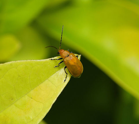 Monolepta genus flea beetle I've been advised by an entomologist that the genus Monolepta needs revision, but for now this beetle remains within it. Also, the orange spots on the elytra (both sides of the suture behind the scutellum) suggests that it is a male. 

5 mm length Australia,Chrysomelidae,Coleoptera,Fall,Galerucinae,Geotagged,Macro,Monolepta,arthropod,autumn,fauna,flea beetle,insect,invertebrate,new south wales