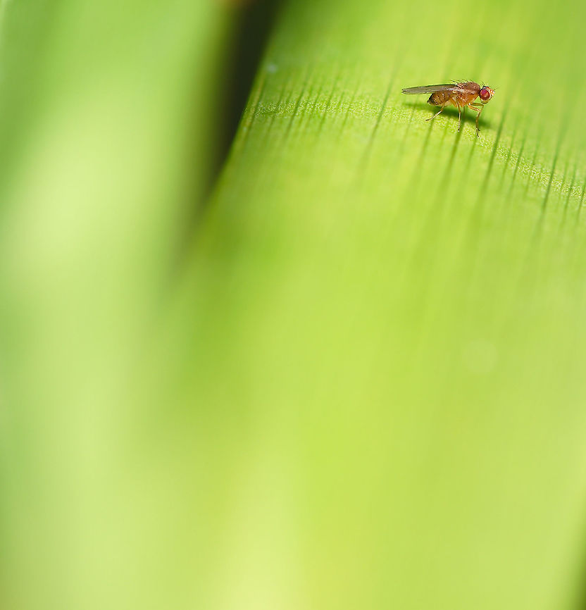 Drosophila on a sea of green Went for a more artistic shot this time in an attempt to portray just how small these vinegar flies are. Despite being autumn here, our temps remain well above average and last week saw an explosion of these flies, together with general insect activity. <br />
<br />
3 mm length Australia,Diptera,Drosophila,Fall,Fly,Fruit fly,Geotagged,Macro,arthropod,autumn,fauna,insect,invertebrate,new south wales,vinegar fly