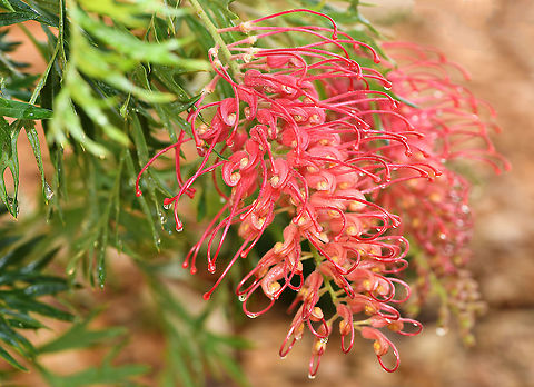 Grevillea after rain A rare short shower from our hellishly hot and dry summer time just passed. 

This cultivar is G. bipinnatifiada x G.banksii 'Robyn Gordon".  Australia,Flora,Geotagged,Grevillea,Proteaceae,Proteales,Spring,botany,new south wales,pink flower,plant,spider flower