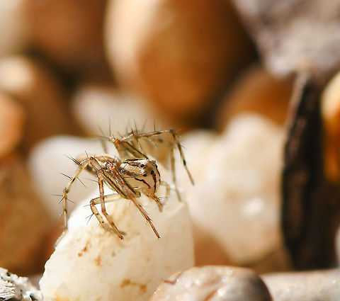 The elegant lynx spider Much like the salticids, oxyopid spiders move about by jumping from surface to surface - as did this tiny one that led me on a merry dance as I tried to get a shot. 

Female, 5 mm body length Araneae,Australia,Elegant Lynx spider,Fall,Geotagged,Macro,Oxyopes elegans,Oxyopidae,arachnid,arthropod,autumn,fauna,invertebrate,new south wales