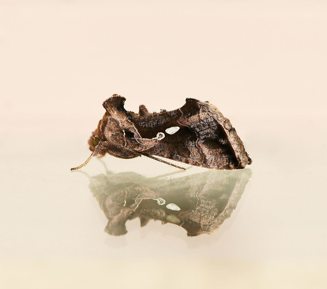 Chrysodeixis eriosoma with reflection <br />
A fine looking moth came to rest on a window pane. (This image has been turned - it was resting head up). Dorsal image to follow. <br />
<br />
Commonly known as the green looper. <br />
<br />
Wingspan 35 mm.  Australia,Chrysodeixis eriosoma,Fall,Geotagged,Green Garden Looper,Lepidoptera,Macro,Moth,Noctuidae,arthropod,autumn,fauna,green looper moth,insect,invertebrate,new south wales