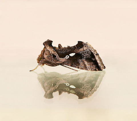 Chrysodeixis eriosoma with reflection 
A fine looking moth came to rest on a window pane. (This image has been turned - it was resting head up). Dorsal image to follow. 

Commonly known as the green looper. 

Wingspan 35 mm.  Australia,Chrysodeixis eriosoma,Fall,Geotagged,Green Garden Looper,Lepidoptera,Macro,Moth,Noctuidae,arthropod,autumn,fauna,green looper moth,insect,invertebrate,new south wales