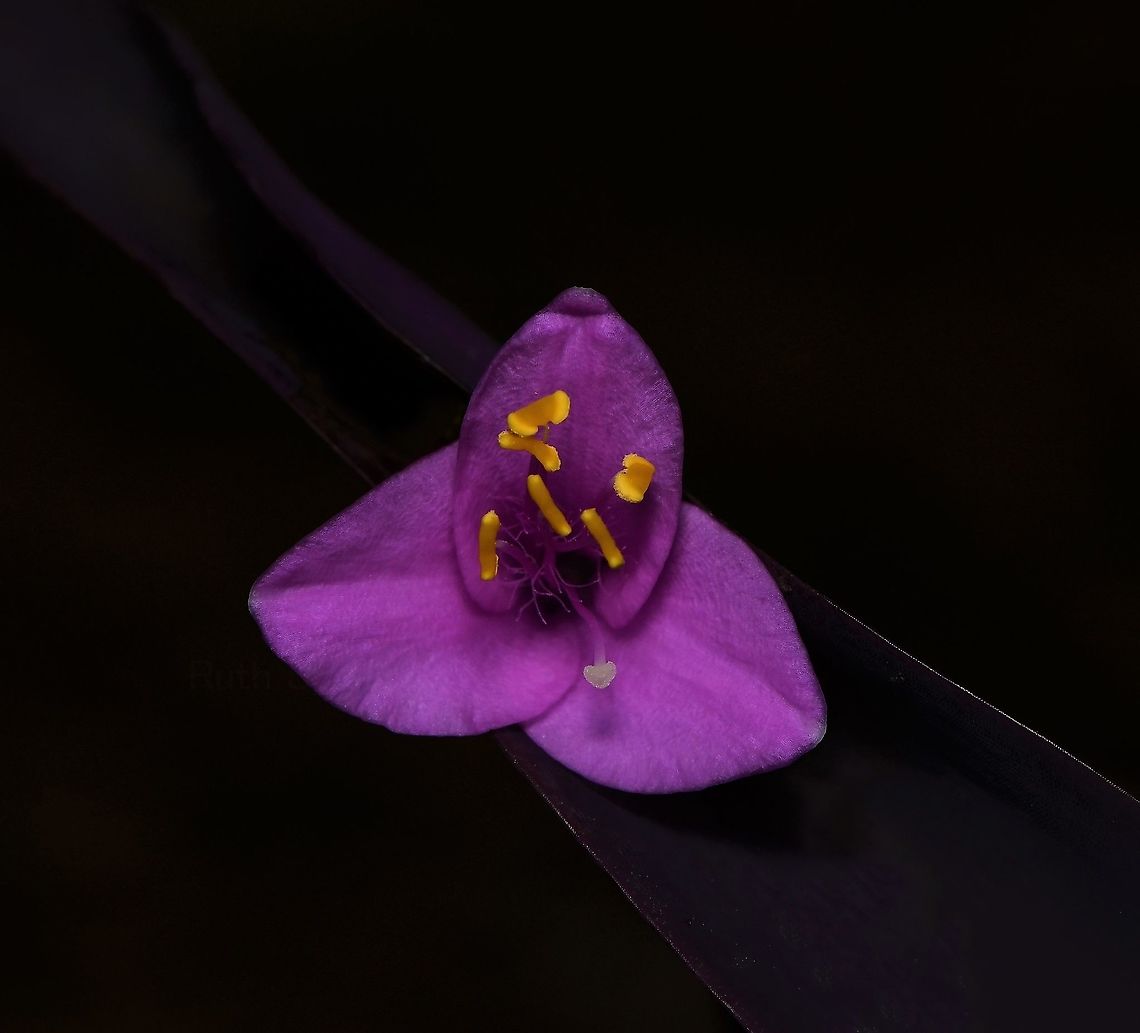 Tradescantia pallida flower macro Native to eastern Mexico. <br />
<br />
Perennial with succulent-looking, lance-shaped purple leaves, forming a ground cover about 15 cm tall. It has tiny 25 mm diameter pink/purple flowers in warmer months. Does not become invasive like many of its weedy relatives. <br />
<br />
Because it is temperate and the light is so bright here, I grow mine in a semi-shaded environment - and they still produce these flowers for most of the year! <br />
<br />
 Australia,Commelinaceae,Commelinales,Fall,Flora,Geotagged,Macro,Purple Secretia,Purple Spiderwort,Purple-heart plant,Tradescantia pallida,Wandering Jew,Wandering Jew plant,autumn,botany,new south wales,plant,purple queen plant