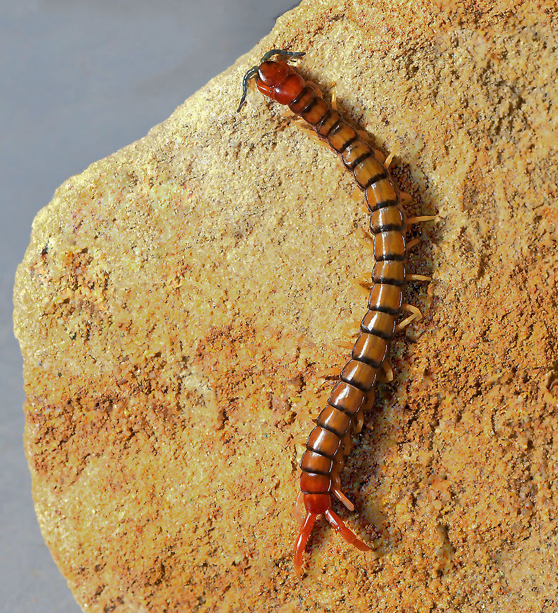 Orange-footed centipede This dynamic and beautiful centipede measured 130 mm in length.  Australia,Centipede,Chilopoda,Cormocephalus aurantiipes,Fall,Geotagged,Scolopendridae,Scolopendromorpha,arthropod,autumn,fauna,new south wales,orange-footed cetipede