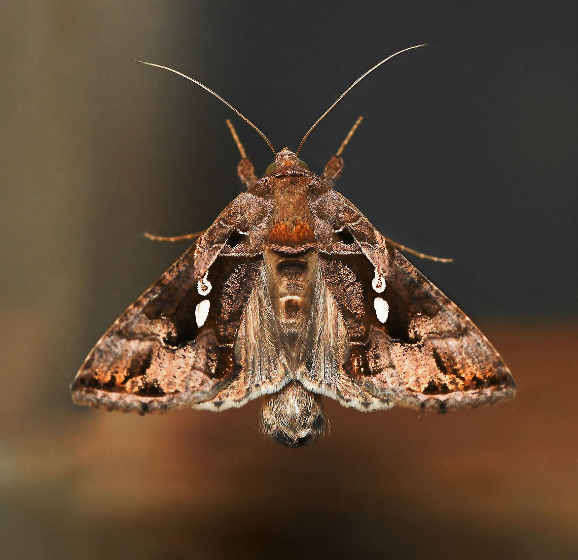 Chrysodeixis eriosoma dorsal Commonly known as the green garden looper moth. Wingspan 35 mm.  Australia,Chrysodeixis eriosoma,Fall,Geotagged,Green Garden Looper,Lepidoptera,Macro,Moth,Noctuidae,arthropod,autumn,fauna,green looper moth,insect,invertebrate,new south wales