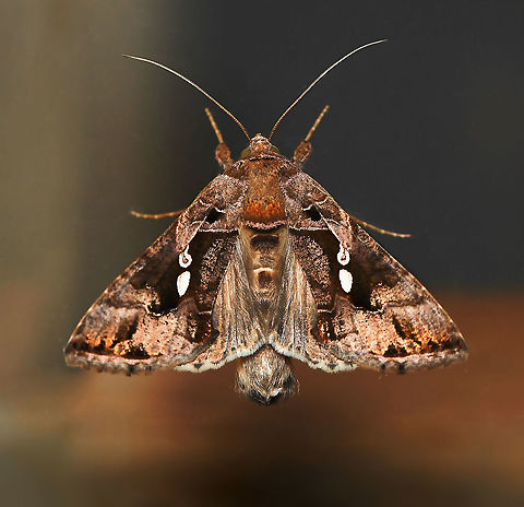 Chrysodeixis eriosoma dorsal Commonly known as the green garden looper moth. Wingspan 35 mm.  Australia,Chrysodeixis eriosoma,Fall,Geotagged,Green Garden Looper,Lepidoptera,Macro,Moth,Noctuidae,arthropod,autumn,fauna,green looper moth,insect,invertebrate,new south wales