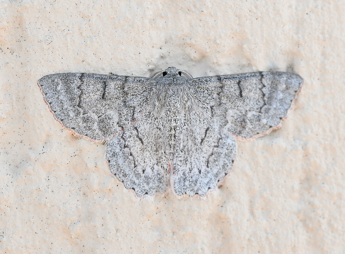 Crypsiphona ocultaria dorsal <br />
Commonly known as the red-lined looper moth or red-lined geometer.  The upper surfaces are grey/silver marked with dark irregular lines. The undersides are however striking in colour and markings. They are pale grey, with black submarginal bands, bordered on the inside with red, and the forewings each have a large black spot and an orange patch.<br />
<br />
The caterpillar feeds on the leaves of gum trees (Eucalyptus and Angophora species, in family Myrtaceae). <br />
<br />
Male, wingspan 40 mm.<br />
 Australia,Crypsiphona occultaria,Crypsiphona ocultaria,Fall,Geotagged,Lepidoptera,Macro,Moth,Red-lined looper moth,arthropod,autumn,fauna,geometridae,insect,invertebrate,new south wales,re-lined looper moth,red-lined geometer moth