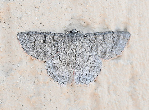 Crypsiphona ocultaria dorsal 
Commonly known as the red-lined looper moth or red-lined geometer.  The upper surfaces are grey/silver marked with dark irregular lines. The undersides are however striking in colour and markings. They are pale grey, with black submarginal bands, bordered on the inside with red, and the forewings each have a large black spot and an orange patch.

The caterpillar feeds on the leaves of gum trees (Eucalyptus and Angophora species, in family Myrtaceae). 

Male, wingspan 40 mm.
 Australia,Crypsiphona occultaria,Crypsiphona ocultaria,Fall,Geotagged,Lepidoptera,Macro,Moth,Red-lined looper moth,arthropod,autumn,fauna,geometridae,insect,invertebrate,new south wales,re-lined looper moth,red-lined geometer moth