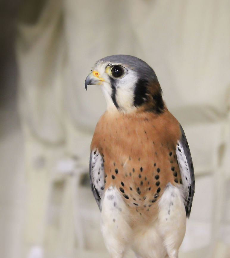 Napoleon in rehab On a visit to the rehab station Wildlife Works Inc. in Youngwood, Pennsylvania, I met Napoleon, an American kestrel. The name given to him by staff did make me smile - I couldn&#039;t get past his pantaloons and quite cocky attitude. They told me that he had been there a fair while, but for what, I forget. <br />
<br />
25 cm length American Kestrel,Aves,Bird of prey,Falco sparverius,Falconidae,Falconiformes,Geotagged,United States,Vertebrate,Winter,bird,fauna,pennsylvania,raptor