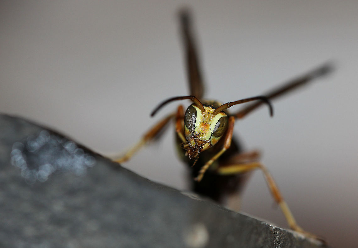 Polistes paper wasp cleaning 20 mm body length.  Fall,Fuscopolistes,Geotagged,Hymenoptera,Macro,Polistes,United States,Vespidae,arthropod,autumn,fauna,insect,invertebrate,pennsylvania