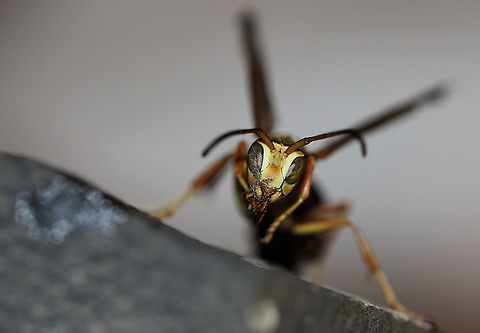 Polistes paper wasp cleaning 20 mm body length.  Fall,Fuscopolistes,Geotagged,Hymenoptera,Macro,Polistes,United States,Vespidae,arthropod,autumn,fauna,insect,invertebrate,pennsylvania
