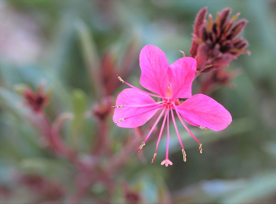 Oenothera lindheimeri  Native to southern Louisiana and Texas, USA. Commonly known as Lindheimer&#039;s beeblossom, gaura, Lindheimer&#039;s clockweed, and Indian feather.<br />
<br />
Clump forming, growing to 50 x 50 cm. Blooms spring through to autumn, pink flowers shaped like butterflies appear on long, thin stems over a long period during the growing season. <br />
<br />
This cultivar is &#039;Belleza Compact&#039;.  Australia,Flora,Geotagged,Lindheimer's beeblossom,Macro,Myrtales,Oenothera lindheimeri,Onagraceae,Pink Flowers,Pink Gaura,Spring,botany