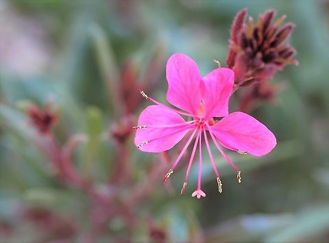 Oenothera lindheimeri  Native to southern Louisiana and Texas, USA. Commonly known as Lindheimer's beeblossom, gaura, Lindheimer's clockweed, and Indian feather.

Clump forming, growing to 50 x 50 cm. Blooms spring through to autumn, pink flowers shaped like butterflies appear on long, thin stems over a long period during the growing season. 

This cultivar is 'Belleza Compact'.  Australia,Flora,Geotagged,Lindheimer's beeblossom,Macro,Myrtales,Oenothera lindheimeri,Onagraceae,Pink Flowers,Pink Gaura,Spring,botany