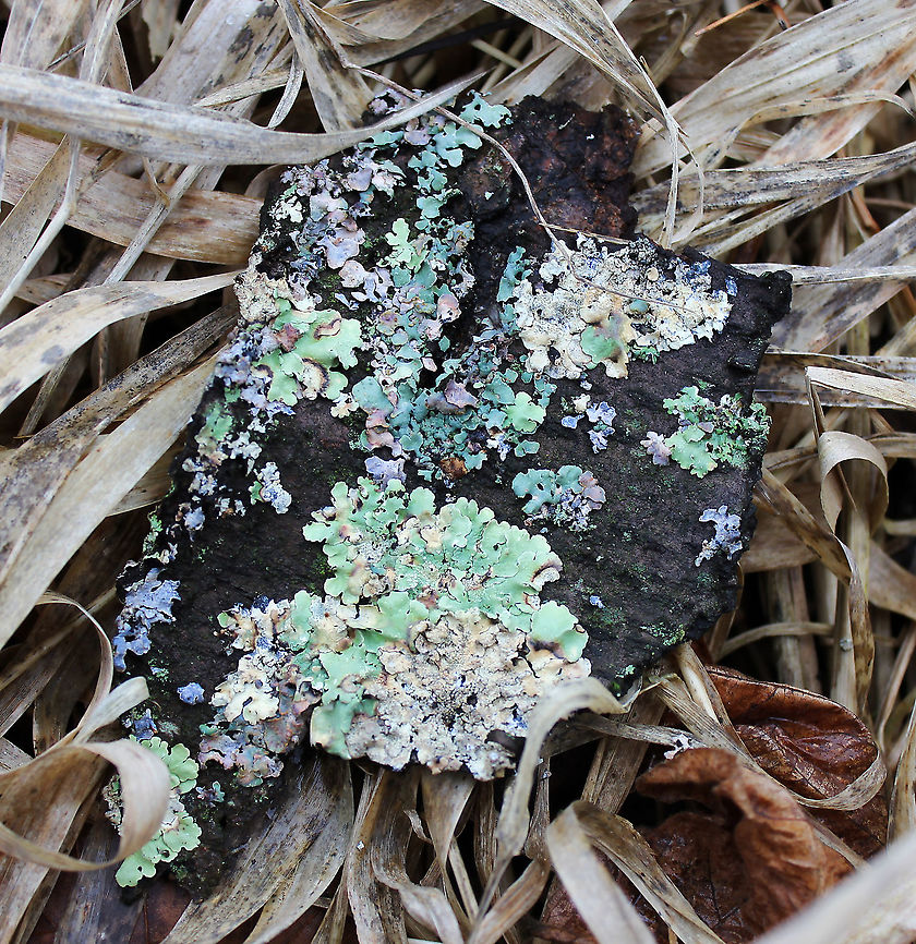 Lichen colour palette I had no idea lichen could come in such an assortment of pretty colours until I came upon this piece of bark.  Geotagged,Lichen,United States,pennsylvania,winter