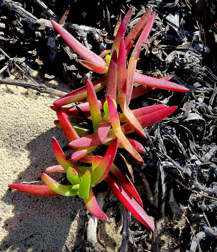 Native angular sea fig A succulent coastal ground cover native to temperate eastern Australia. The red-purple fruit has a flavour described as being like salty strawberry, apple or kiwi fruit. Aizoaceae,Angular Sea-fig,Australia,Carpobrotus glaucescens,Caryophyllales,Fall,Flora,Geotagged,autumn,botany,new south wales,plant